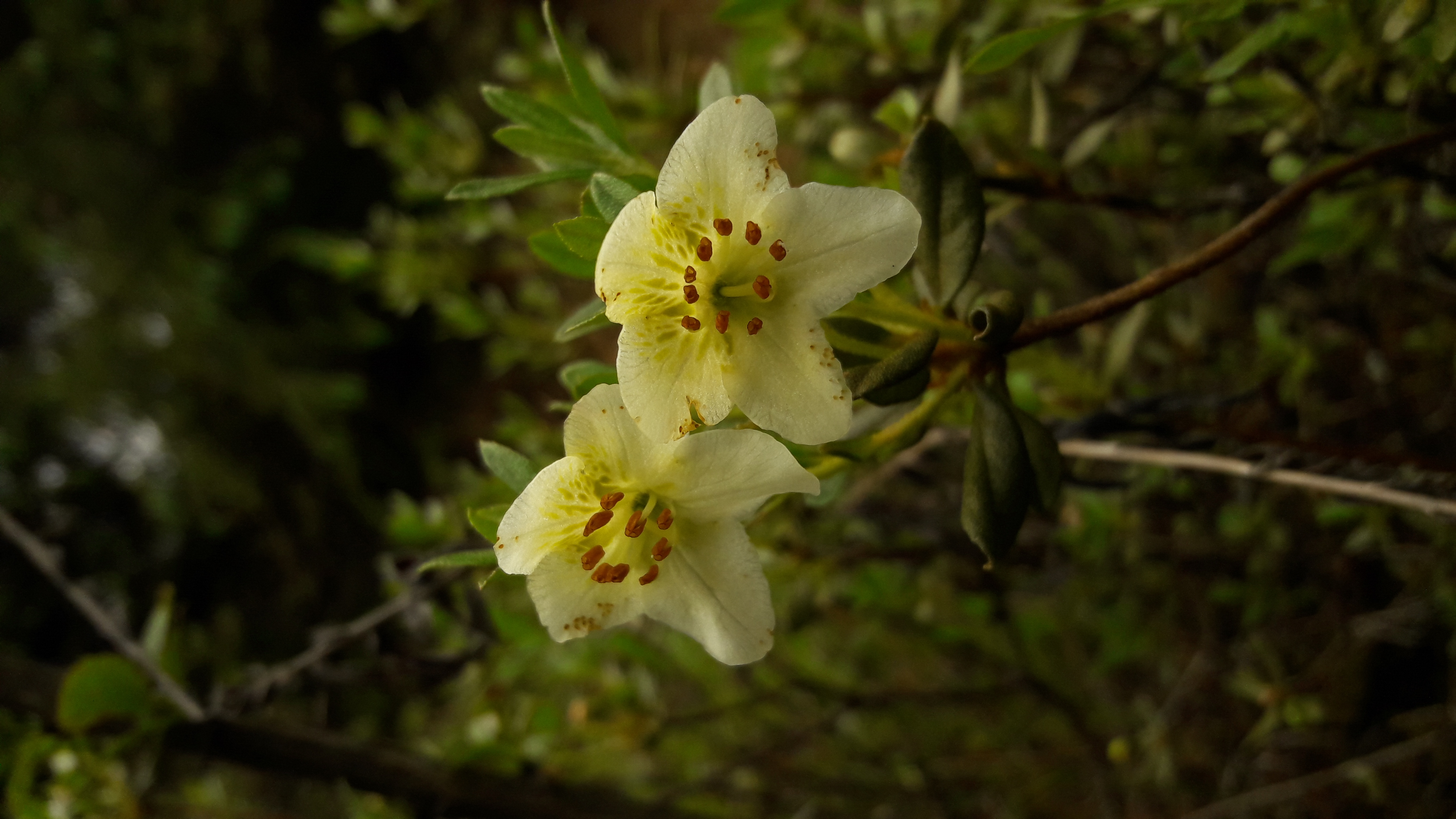 Rhododendron lepidotum (scaly rhododendron) (alternate view 11)