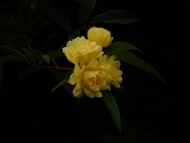 Rosa banksiae (Lady Banks Rose)