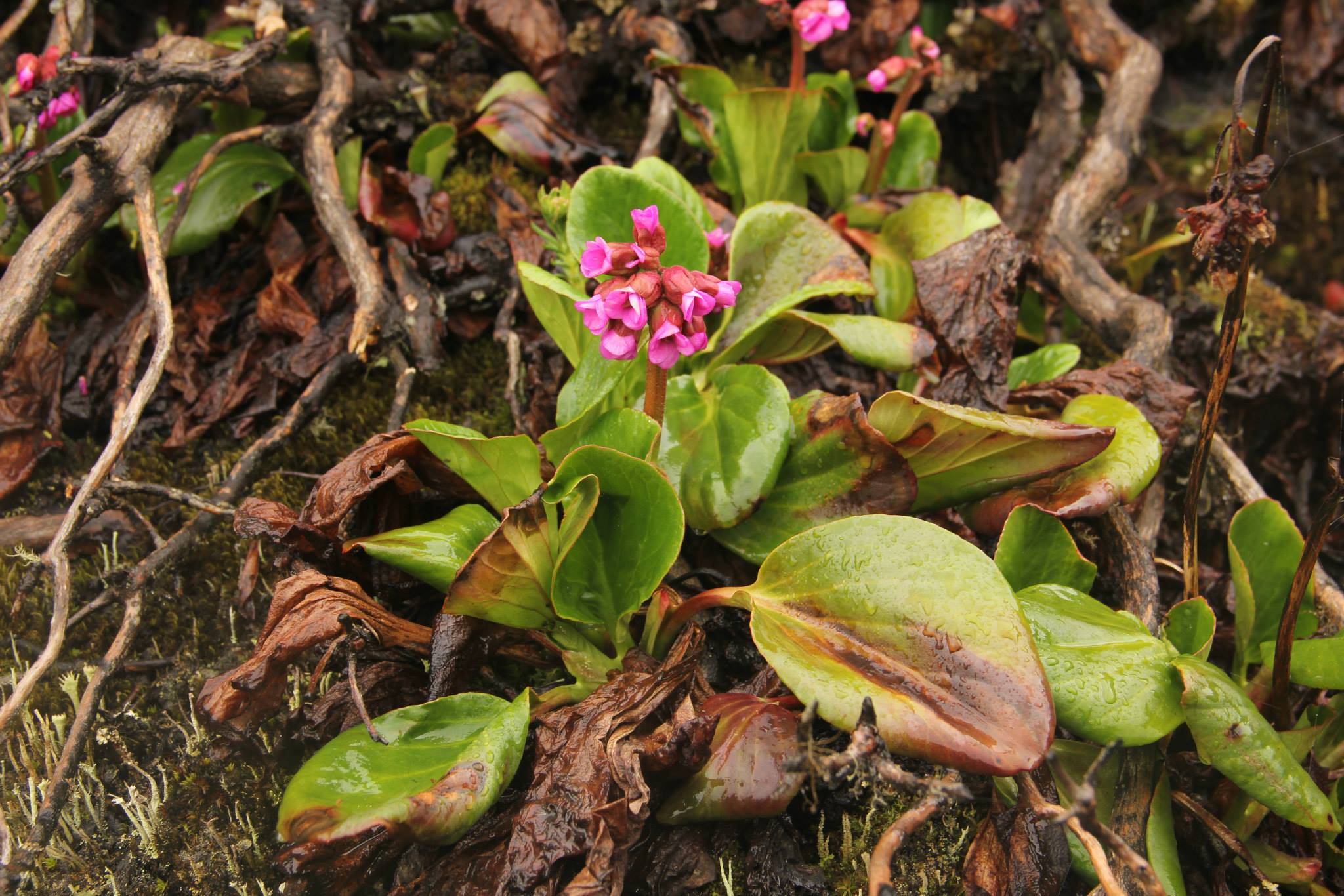 Bergenia purpurascens (alternate view 2)