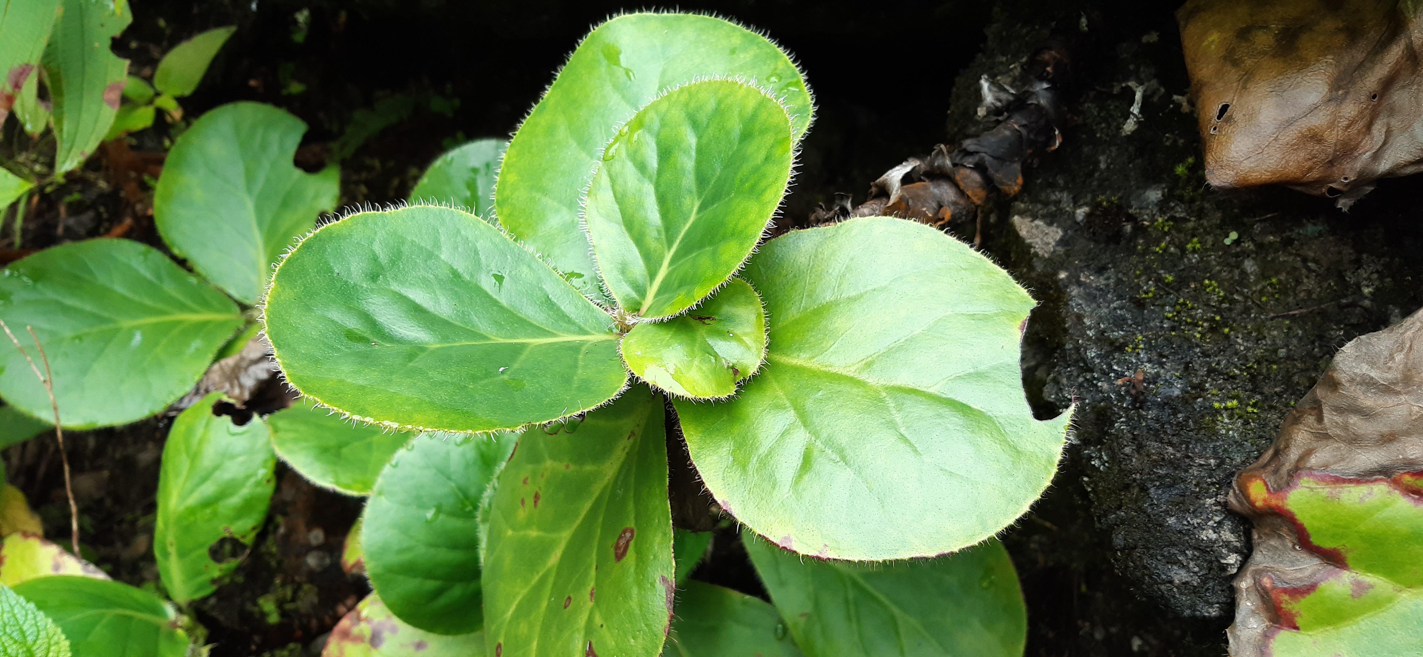 Bergenia ciliata (Frilly Bergenia) (alternate view 4)