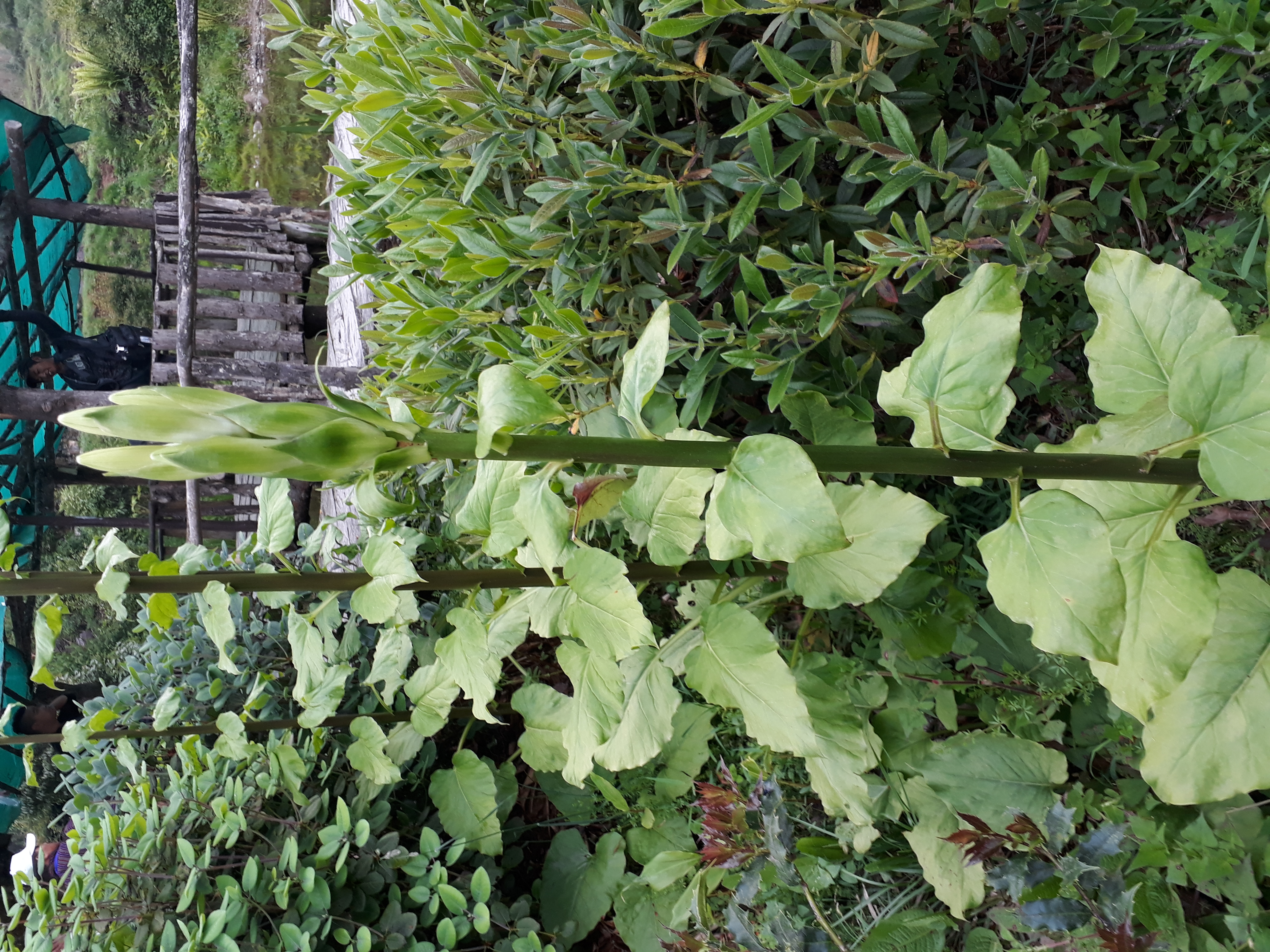 Cardiocrinum giganteum (giant Himalayan lily) (alternate view 14)