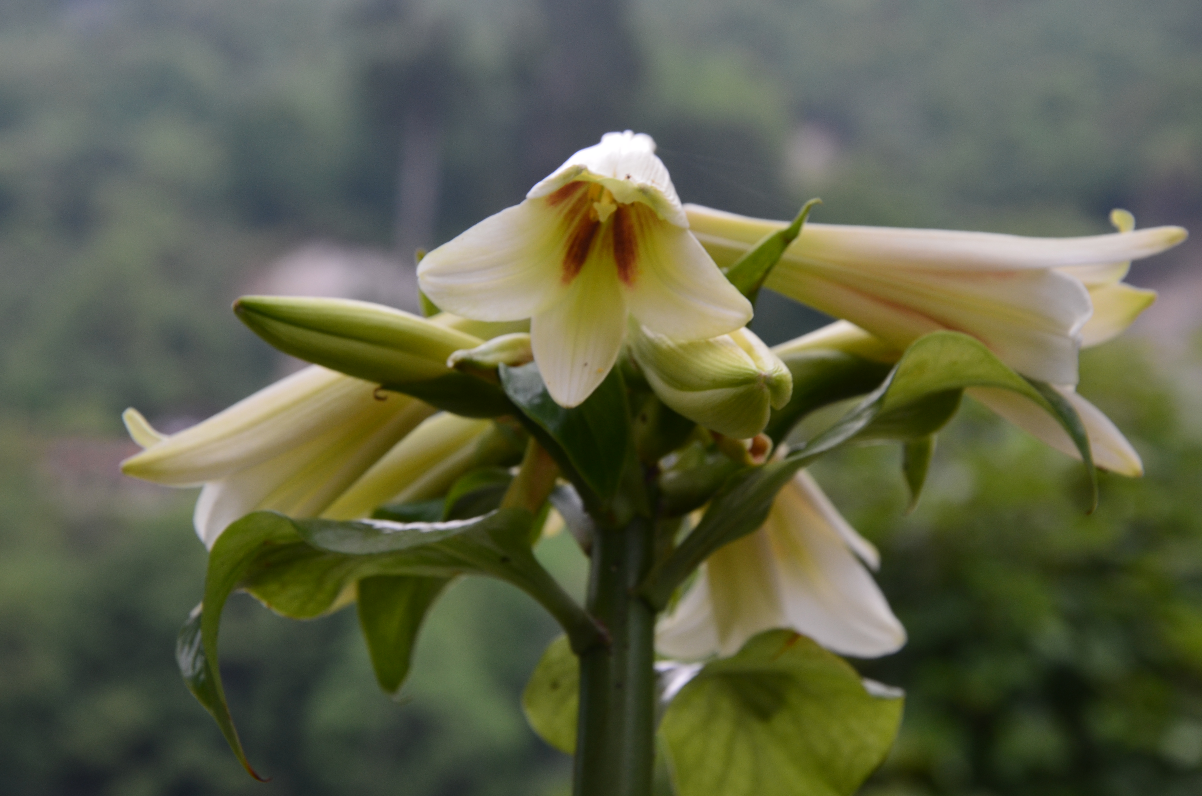 Cardiocrinum giganteum (giant Himalayan lily) (alternate view 15)