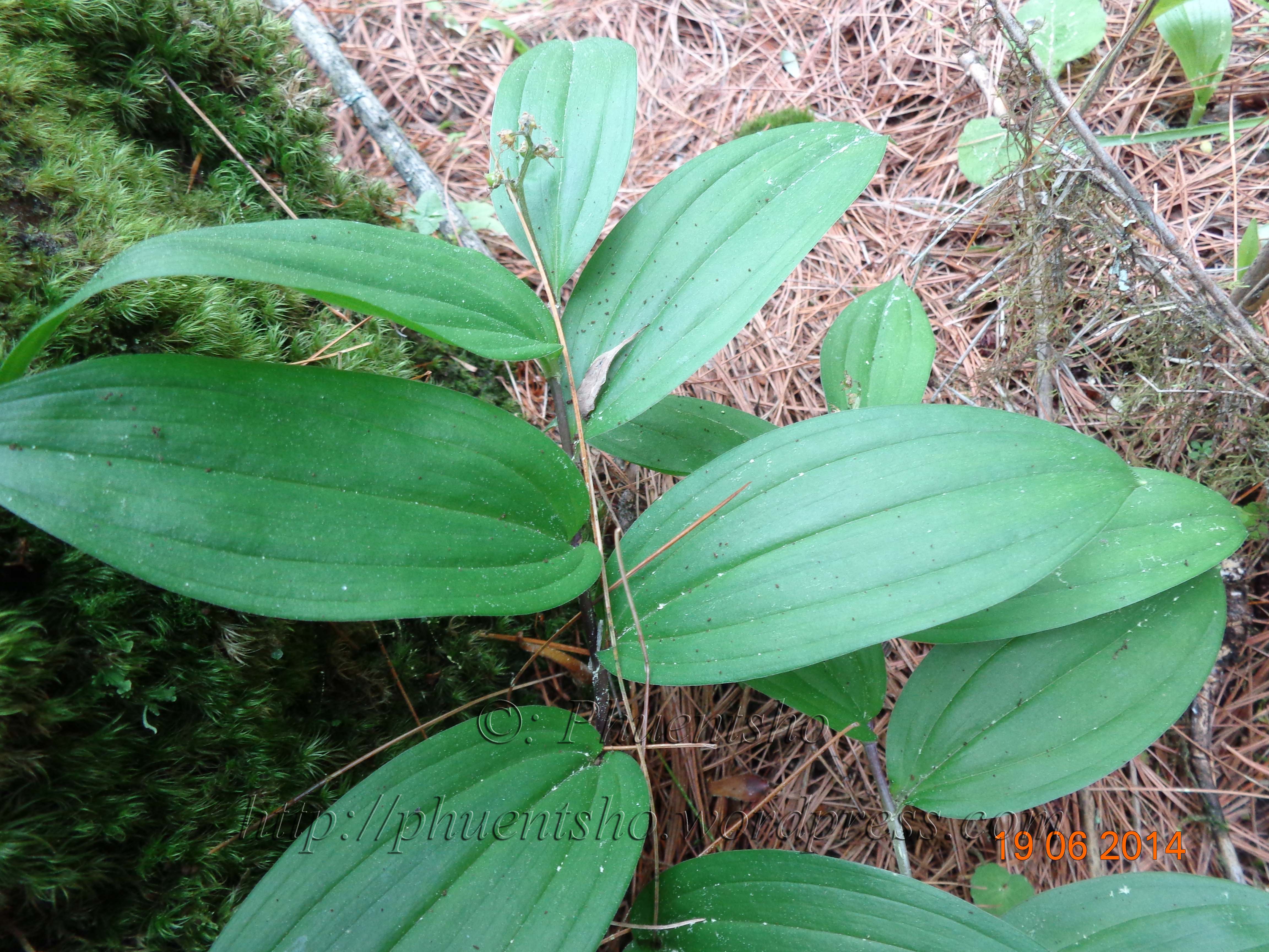 Maianthemum tatsienense