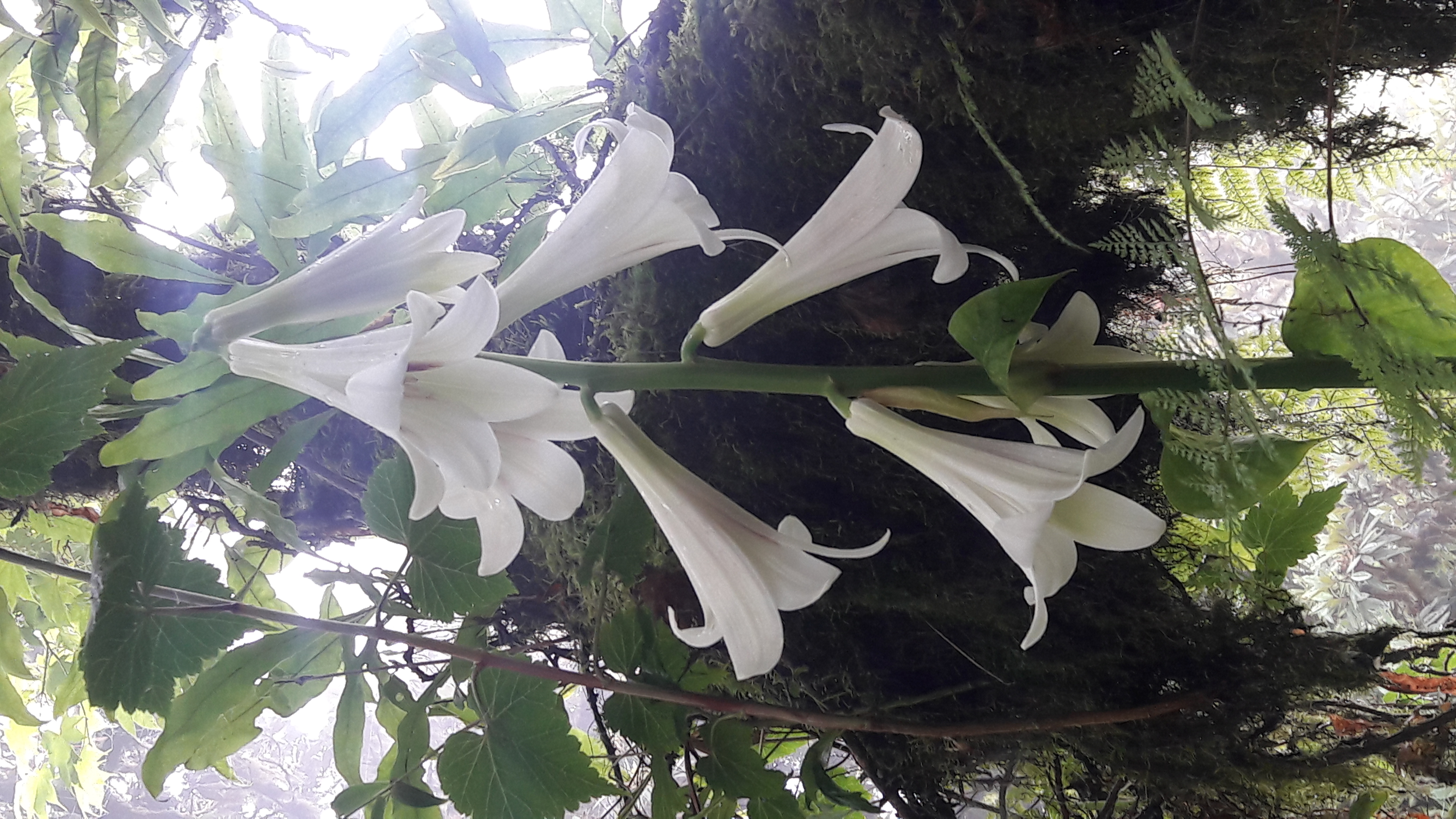 Cardiocrinum giganteum (giant Himalayan lily) (alternate view 13)