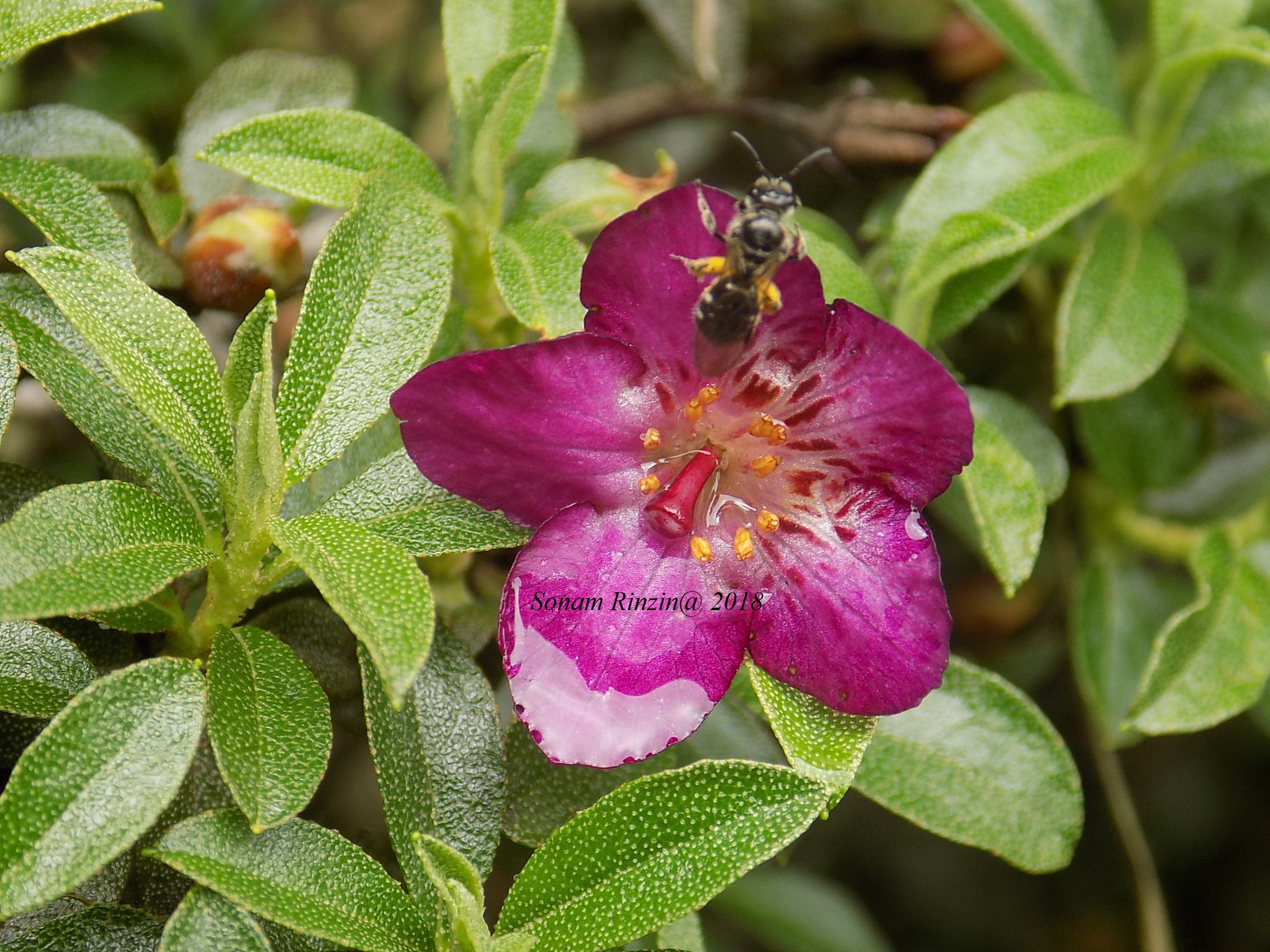 Rhododendron lepidotum (scaly rhododendron) (alternate view 10)