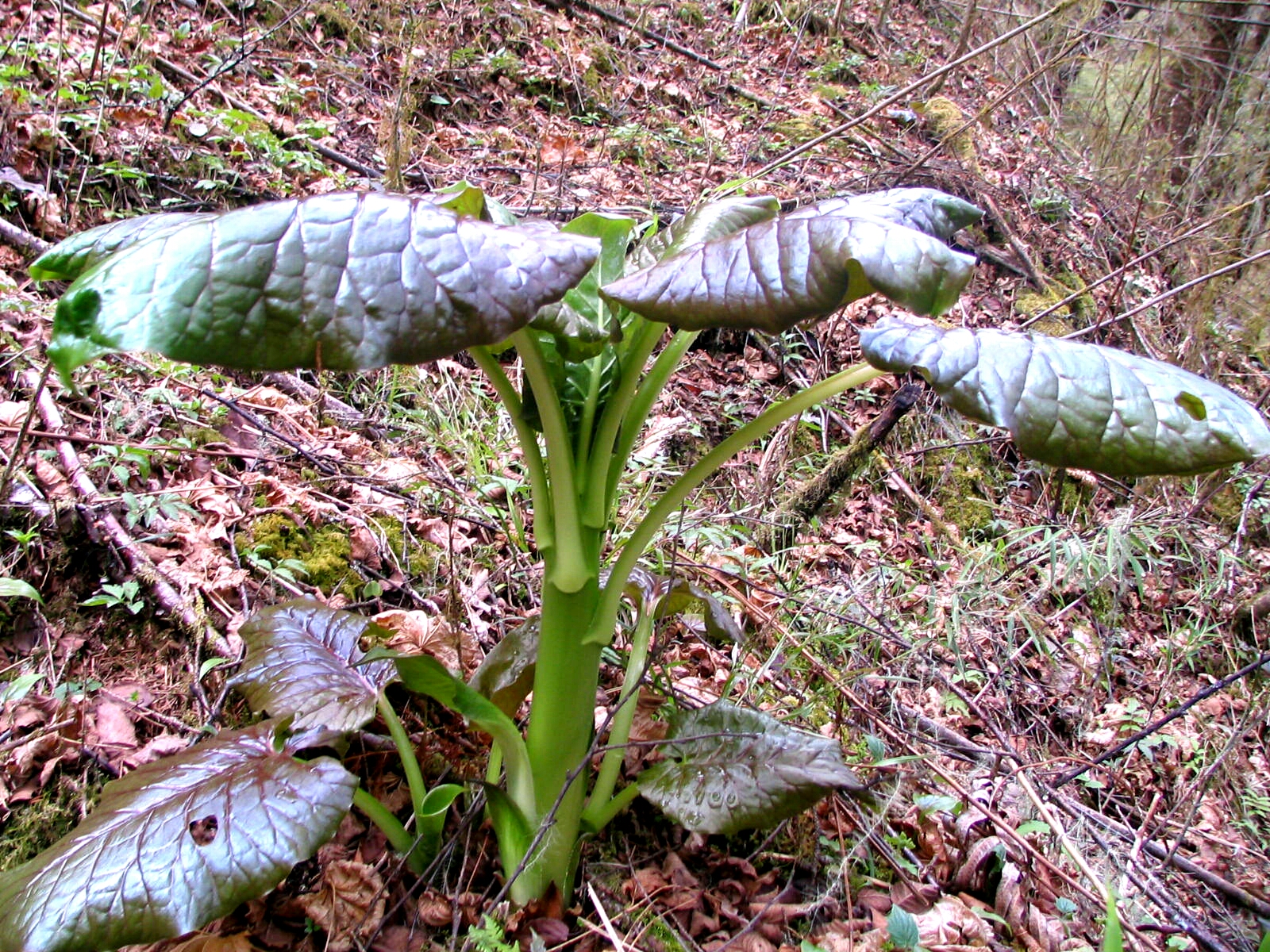 Cardiocrinum giganteum (giant Himalayan lily) (alternate view 11)