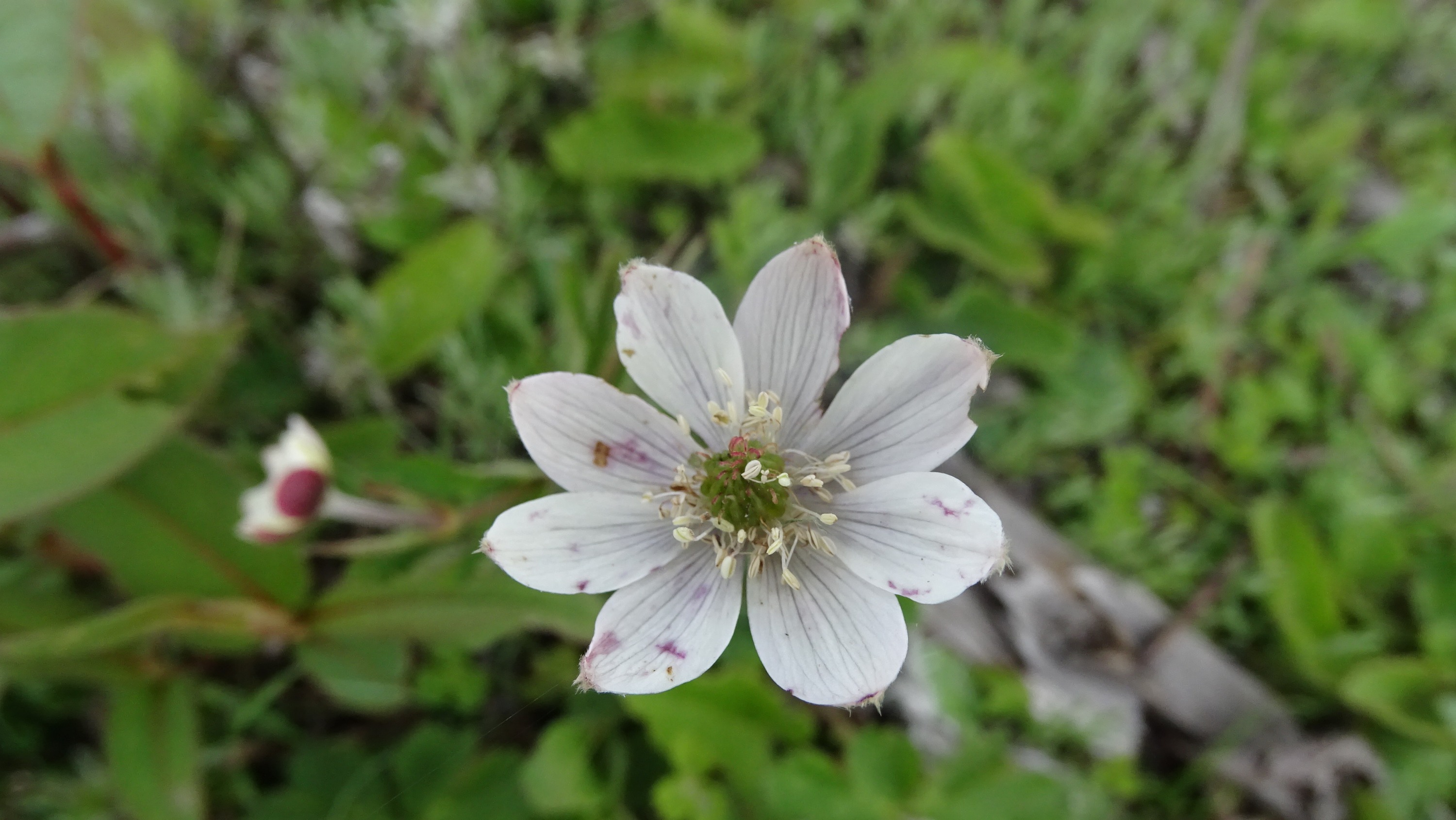 Anemone leveillei (alternate view 2)