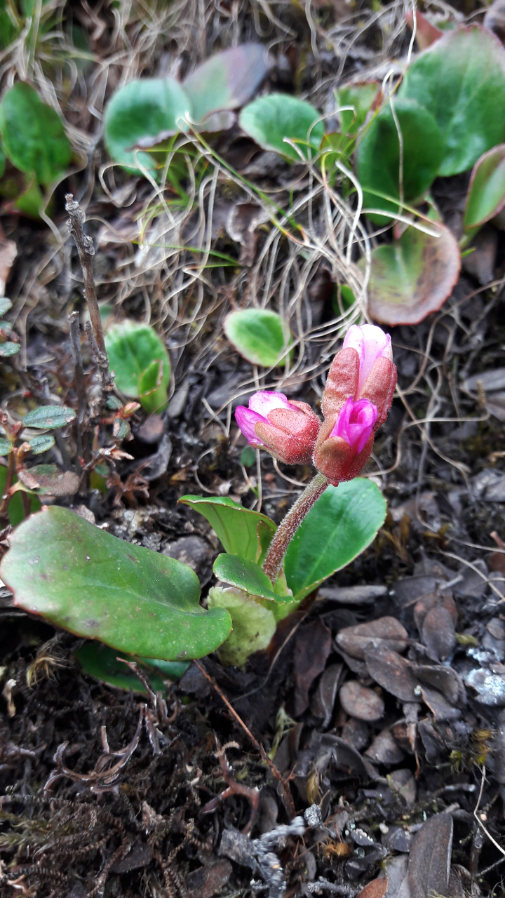 Bergenia purpurascens (alternate view 3)