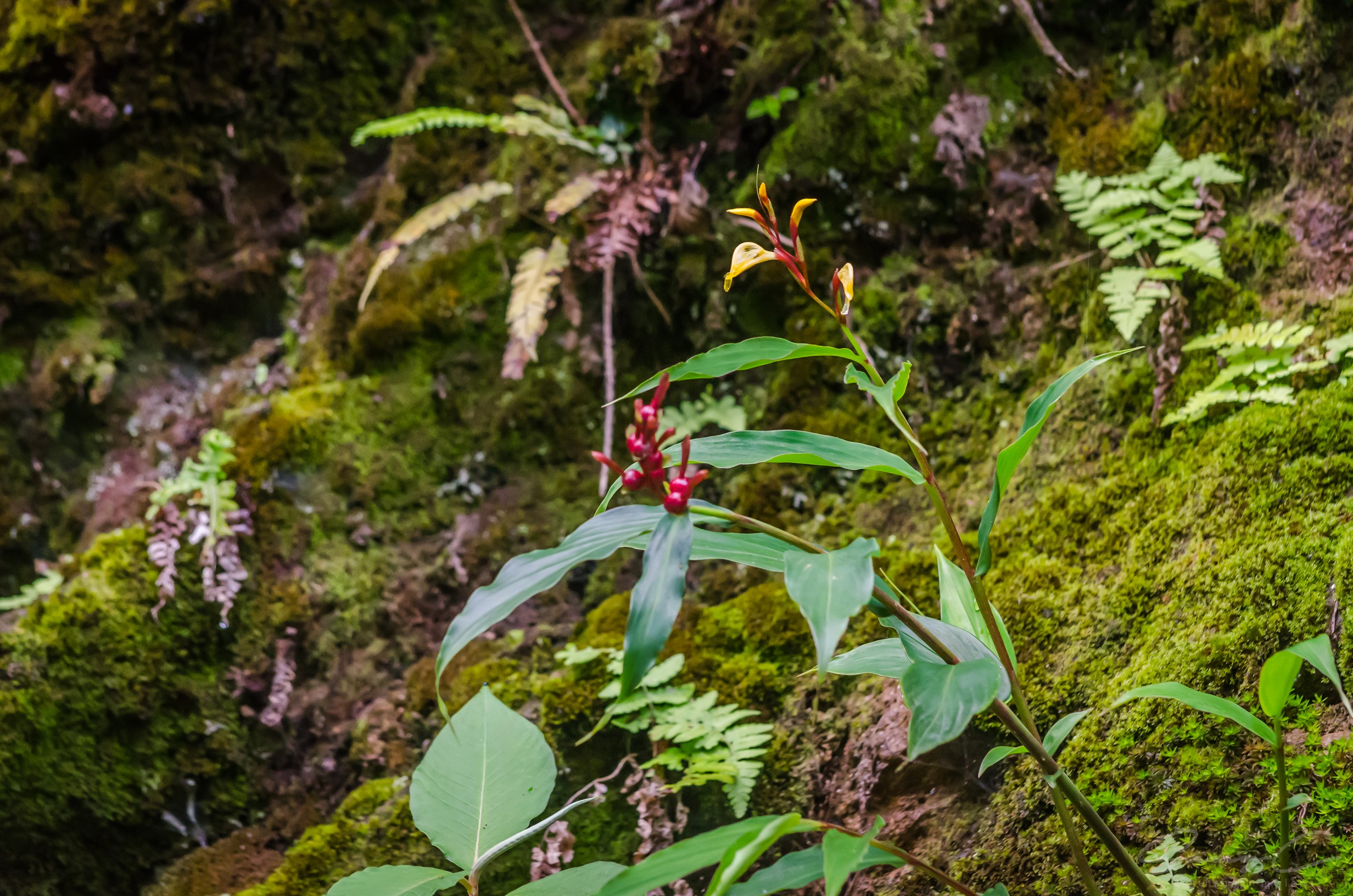 Cautleya