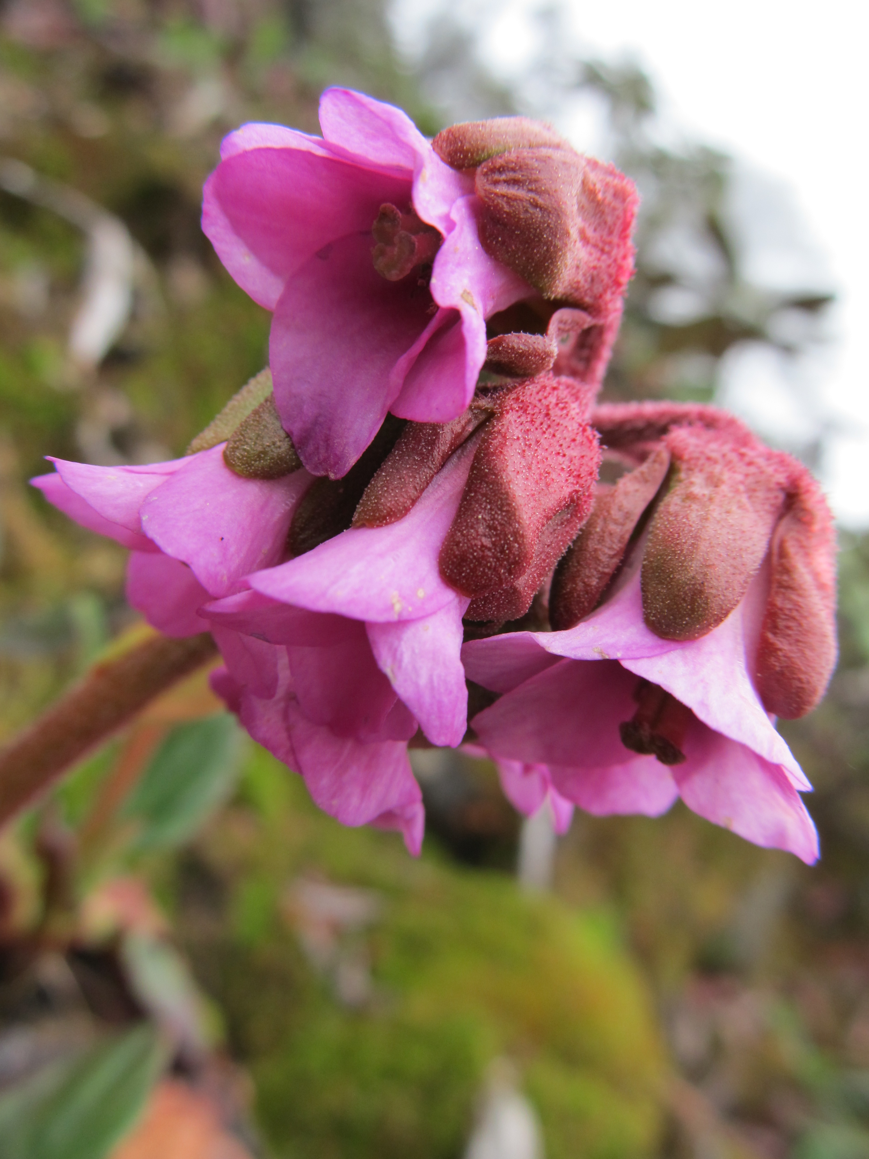 Bergenia purpurascens (alternate view 4)