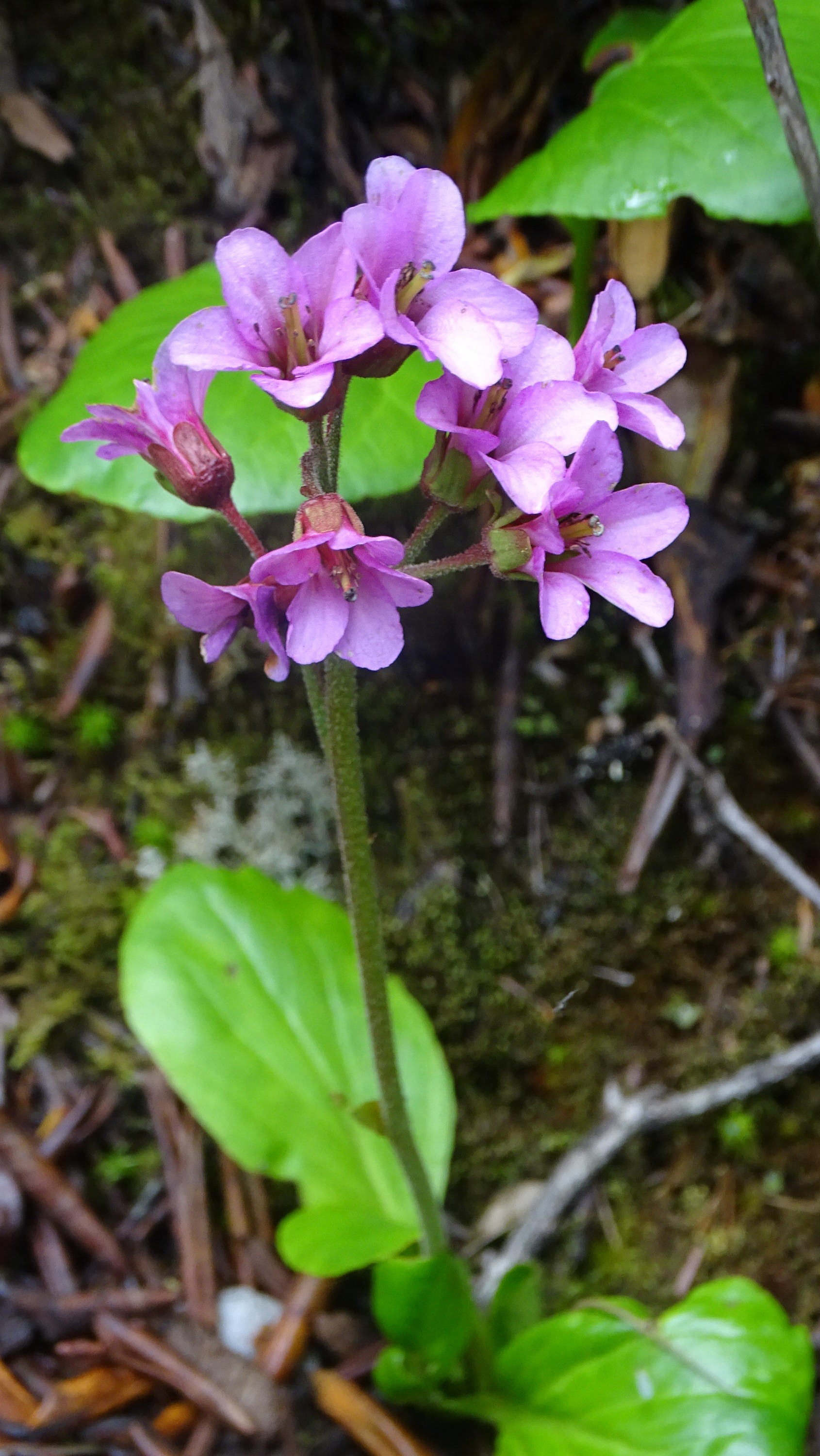 Bergenia purpurascens