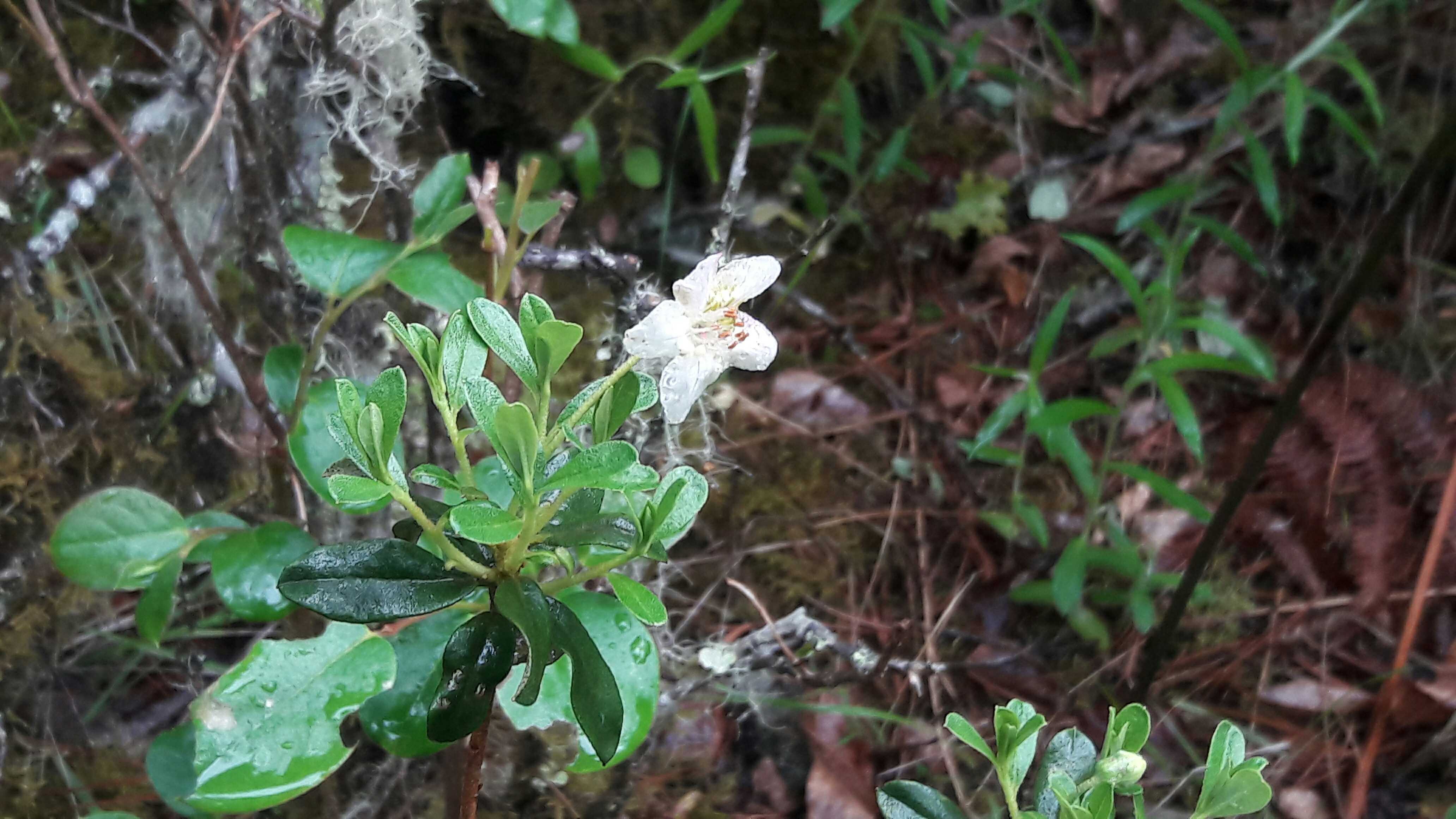 Rhododendron lepidotum (scaly rhododendron) (alternate view 9)