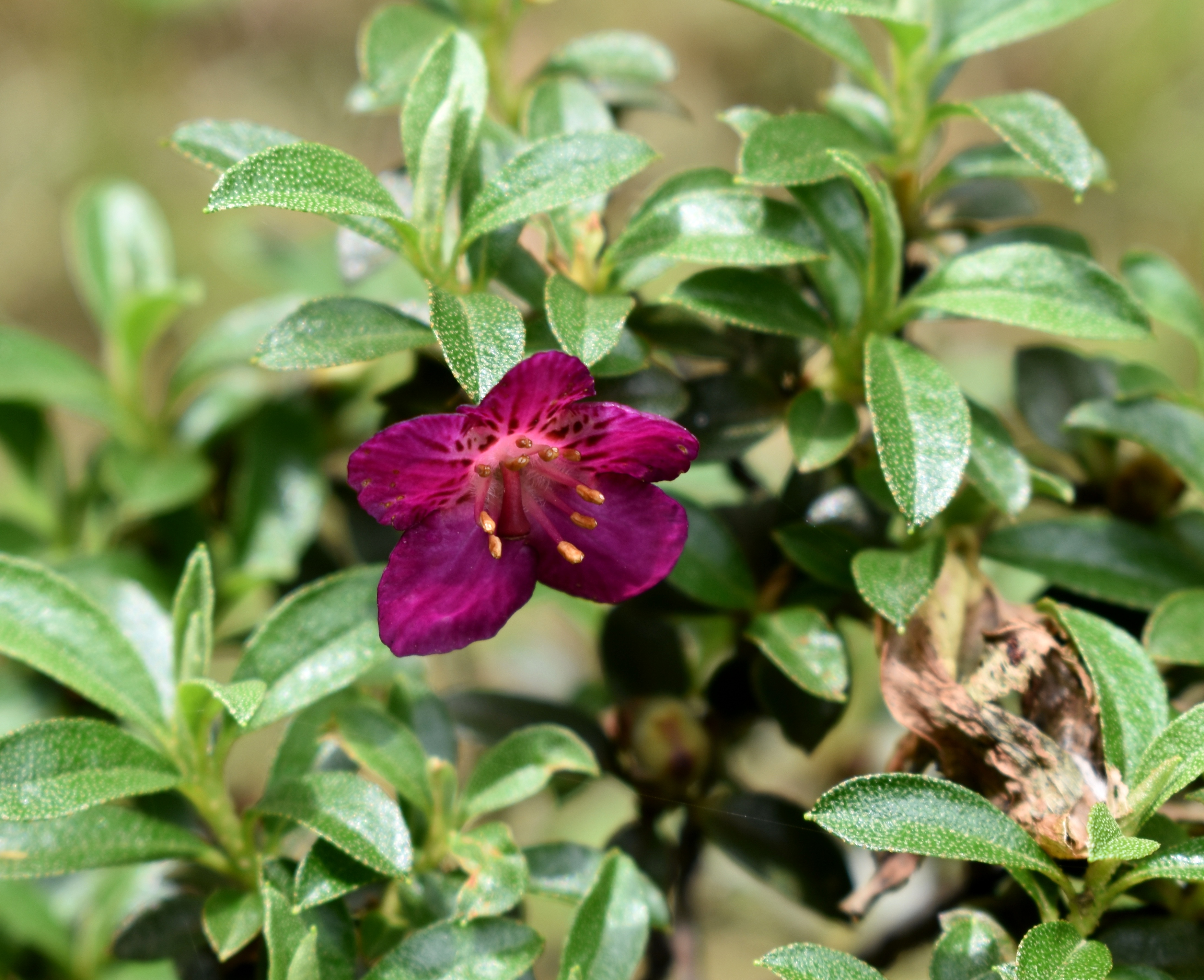 Rhododendron lepidotum (scaly rhododendron) (alternate view 12)