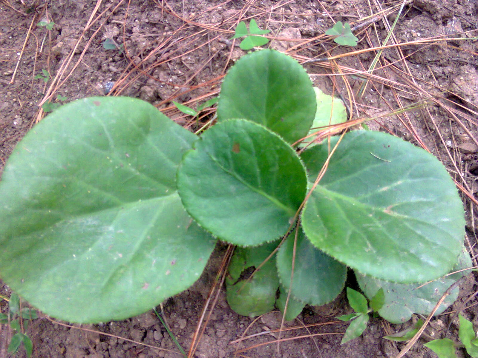 Bergenia ciliata (Frilly Bergenia) (alternate view 3)