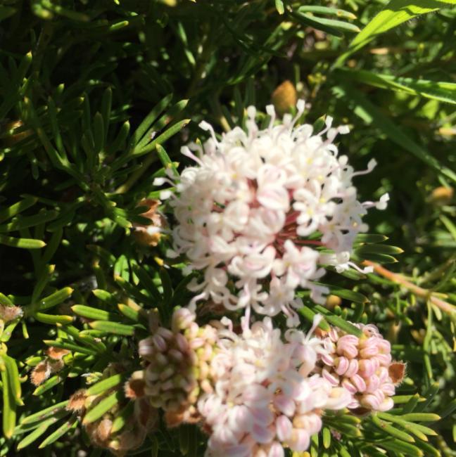 Grevillea crithmifolia
