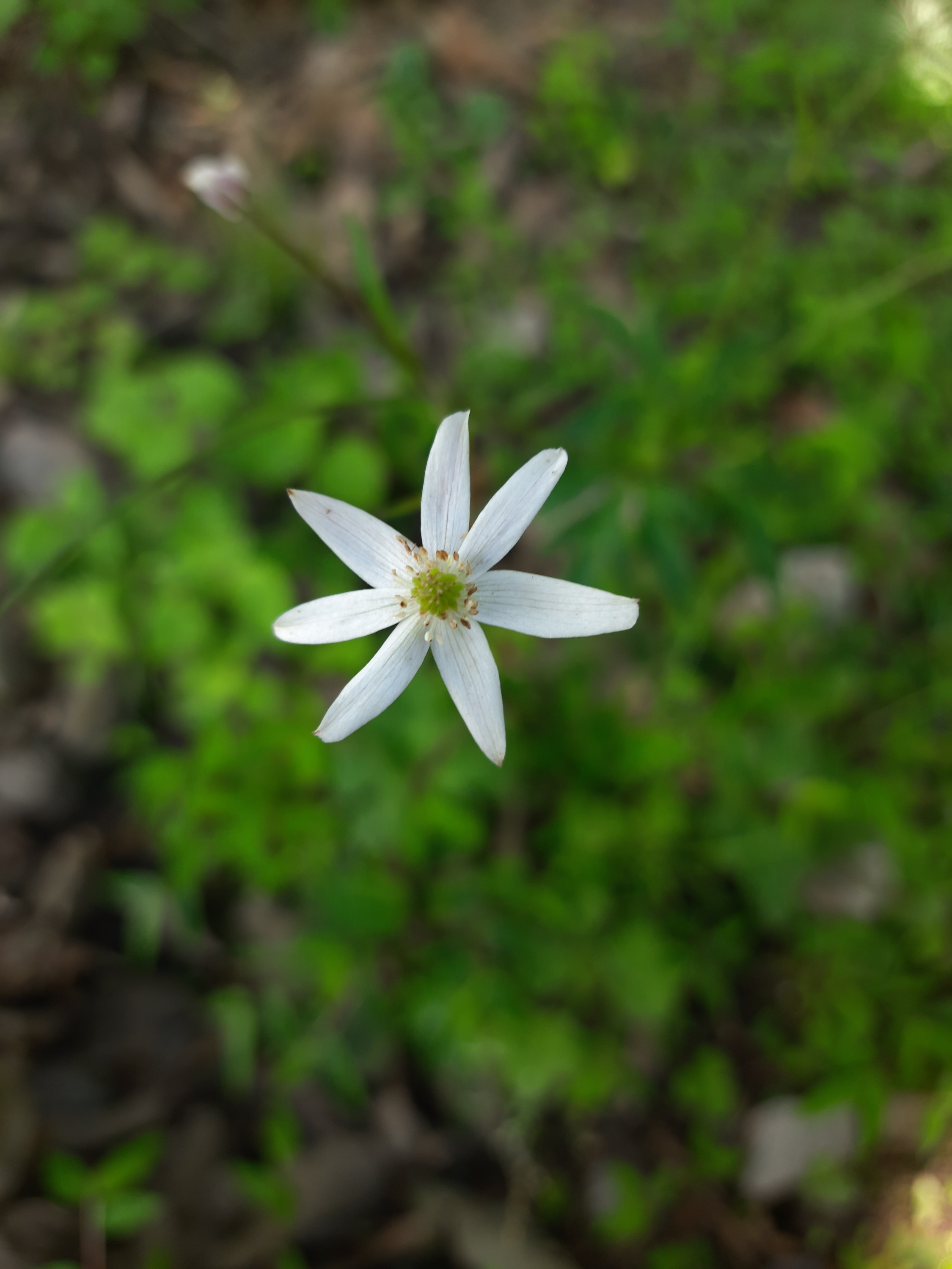 Anemone leveillei