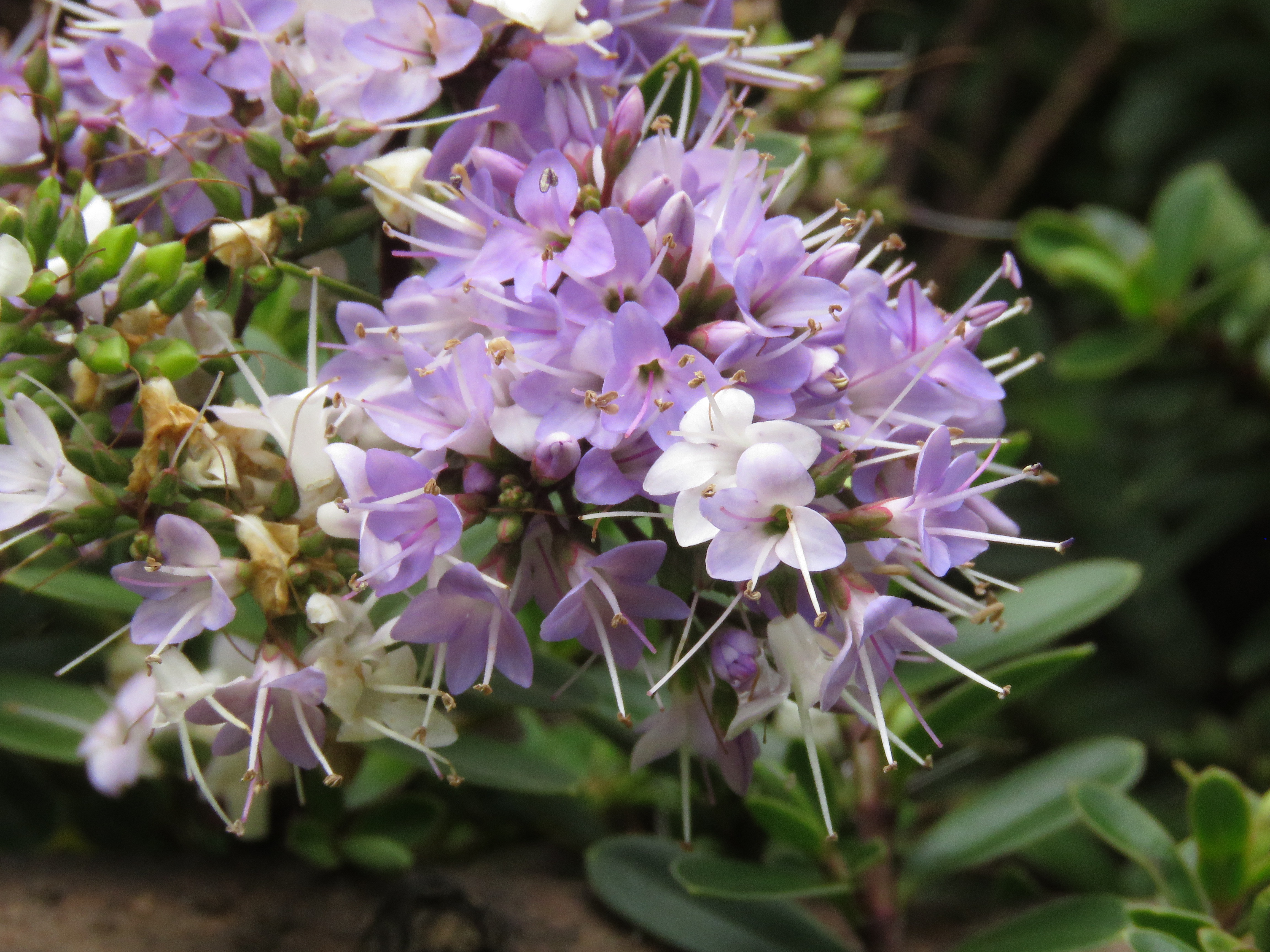 Veronica speciosa (New Zealand hebe) (alternate view 11)