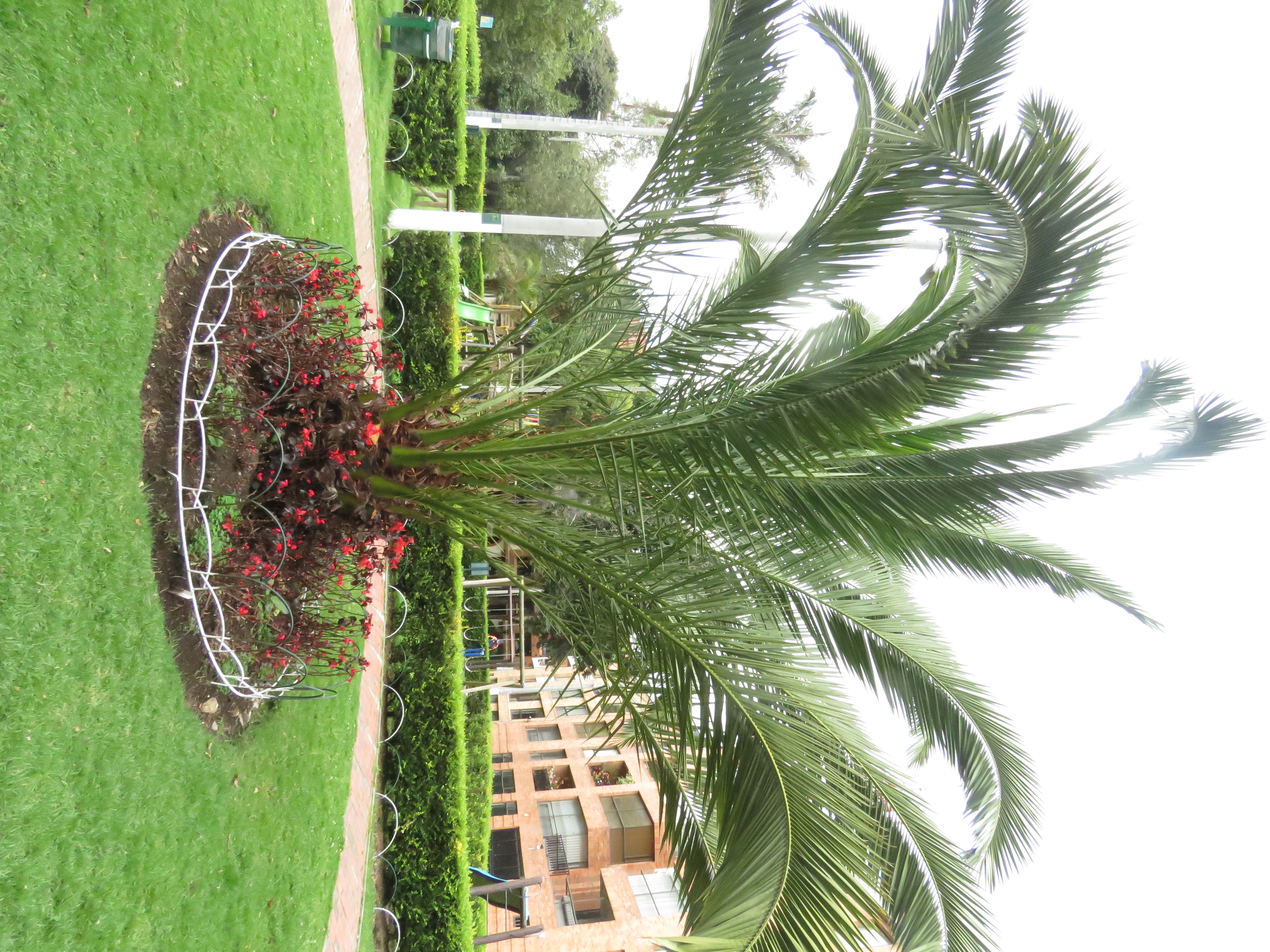 Phoenix roebelenii (Pygmy Date Palm) (alternate view 6)