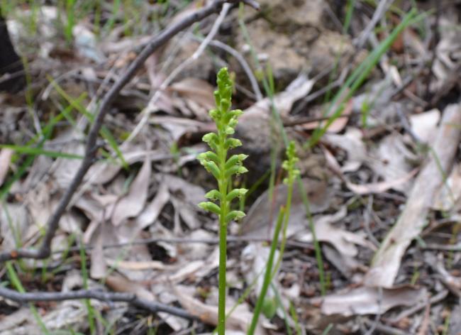 Microtis arenaria (Pale Onion-orchid) (alternate view 7)