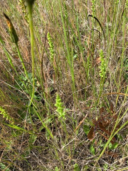 Microtis arenaria (Pale Onion-orchid) (alternate view 8)
