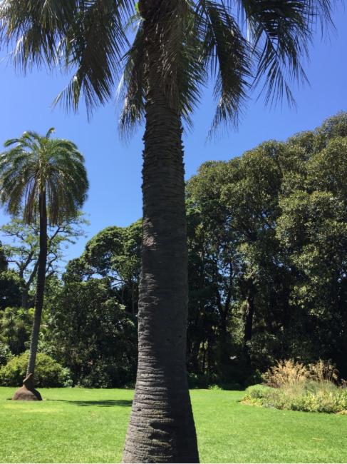 Butia capitata (Pindo Palm) (alternate view 9)