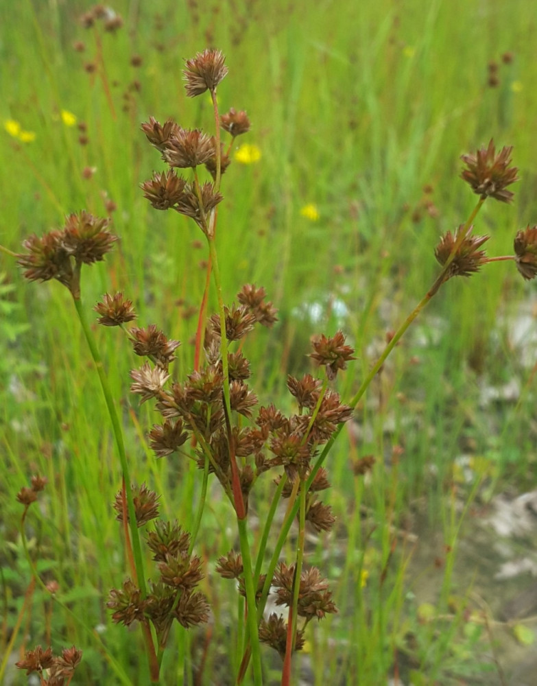 Juncus acuminatus (Knotty-leaf Rush)