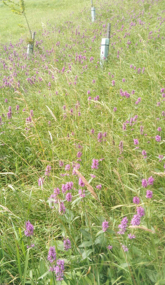 Stachys officinalis (wood betony) (alternate view 4)