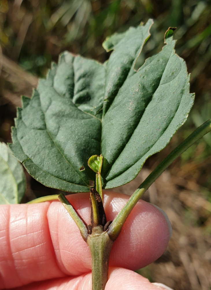 Fraxinus excelsior f. diversiflora (One-leaved Ash) (alternate view 2)