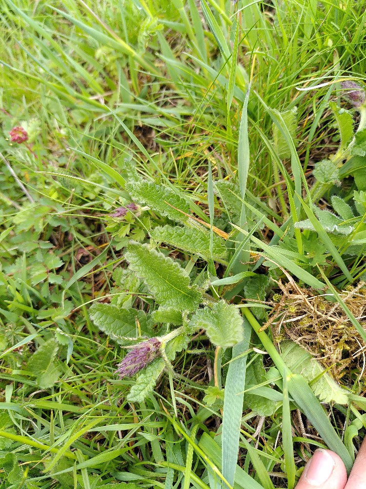 Stachys officinalis (wood betony) (alternate view 3)