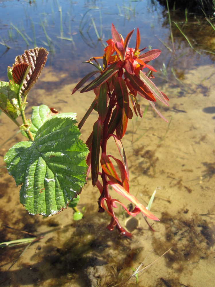 Euphorbia griffithii (orange spurge) (alternate view 13)