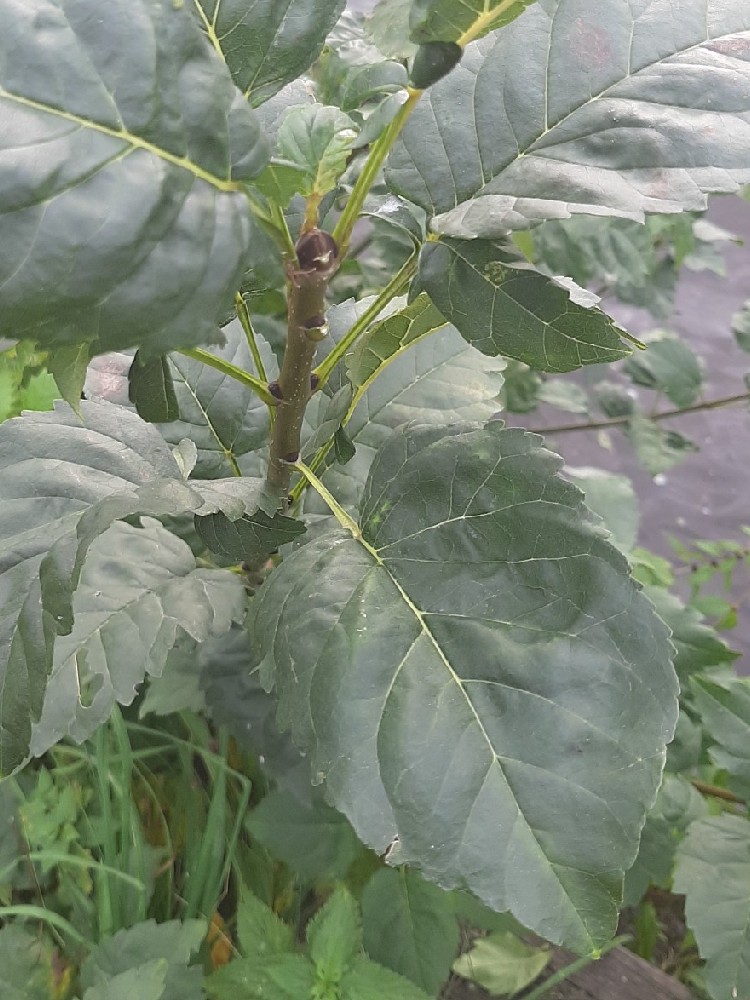 Fraxinus excelsior f. diversiflora (One-leaved Ash) (alternate view 3)