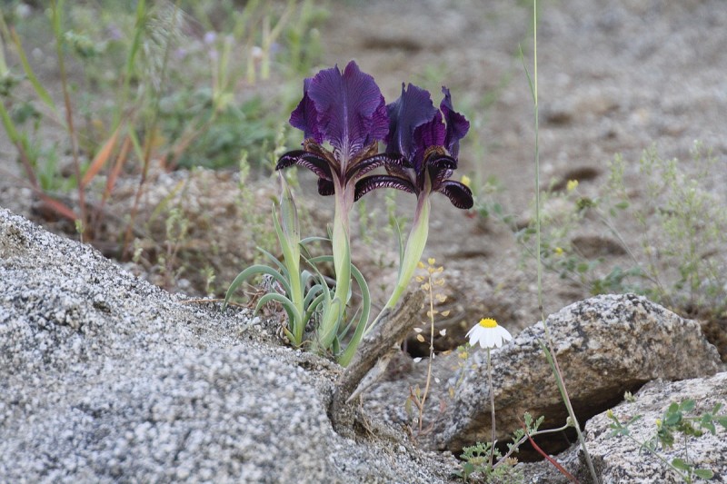 Iris paradoxa (paradoxical iris) (alternate view 9)