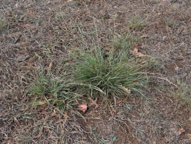 Sporobolus (dropseeds, cordgrasses, and sandreeds) (alternate view 3)