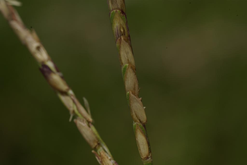 Eremochloa ophiuroides (Centipede Grass)