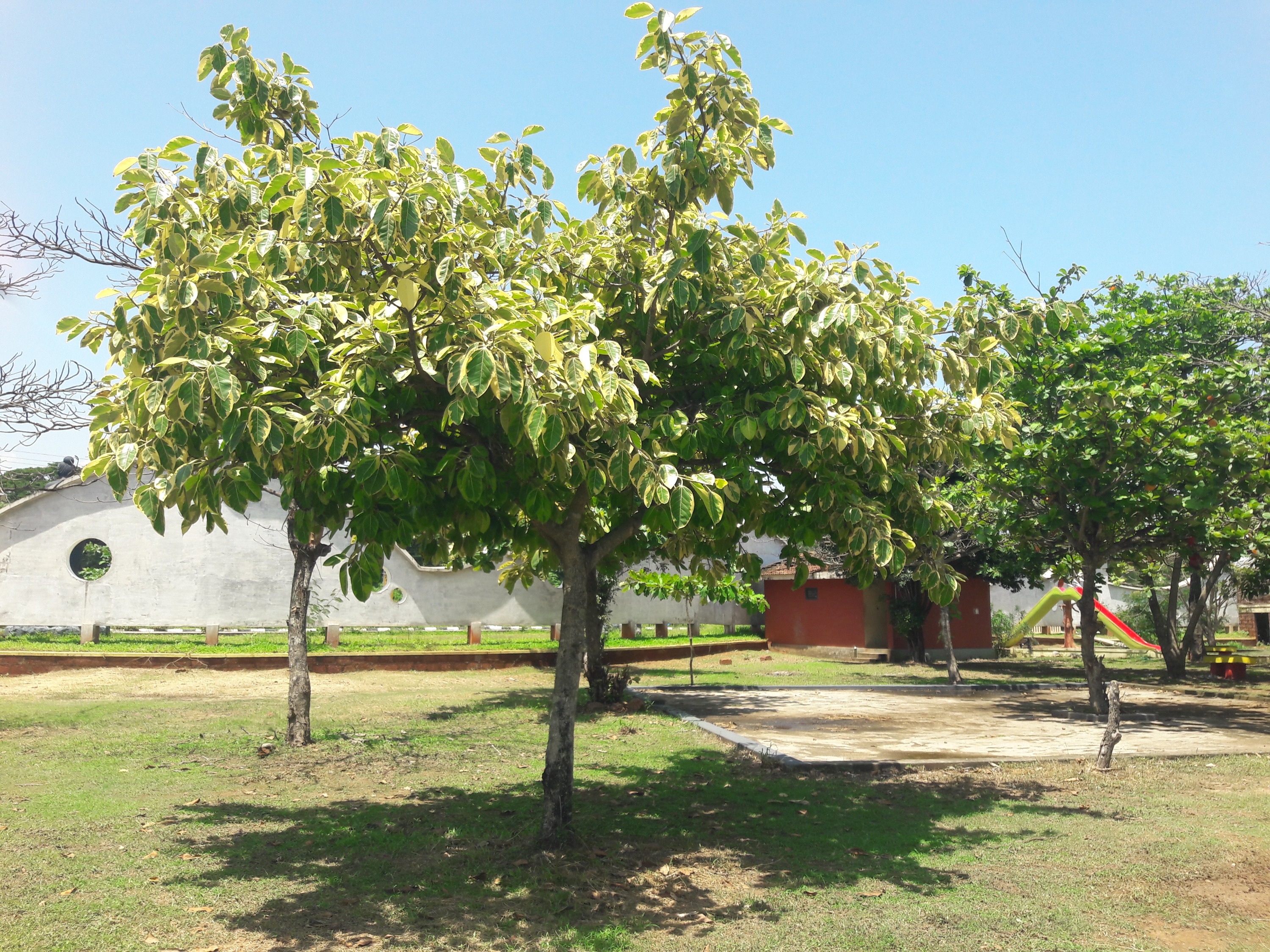 Ficus altissima (Council Tree) (alternate view 10)
