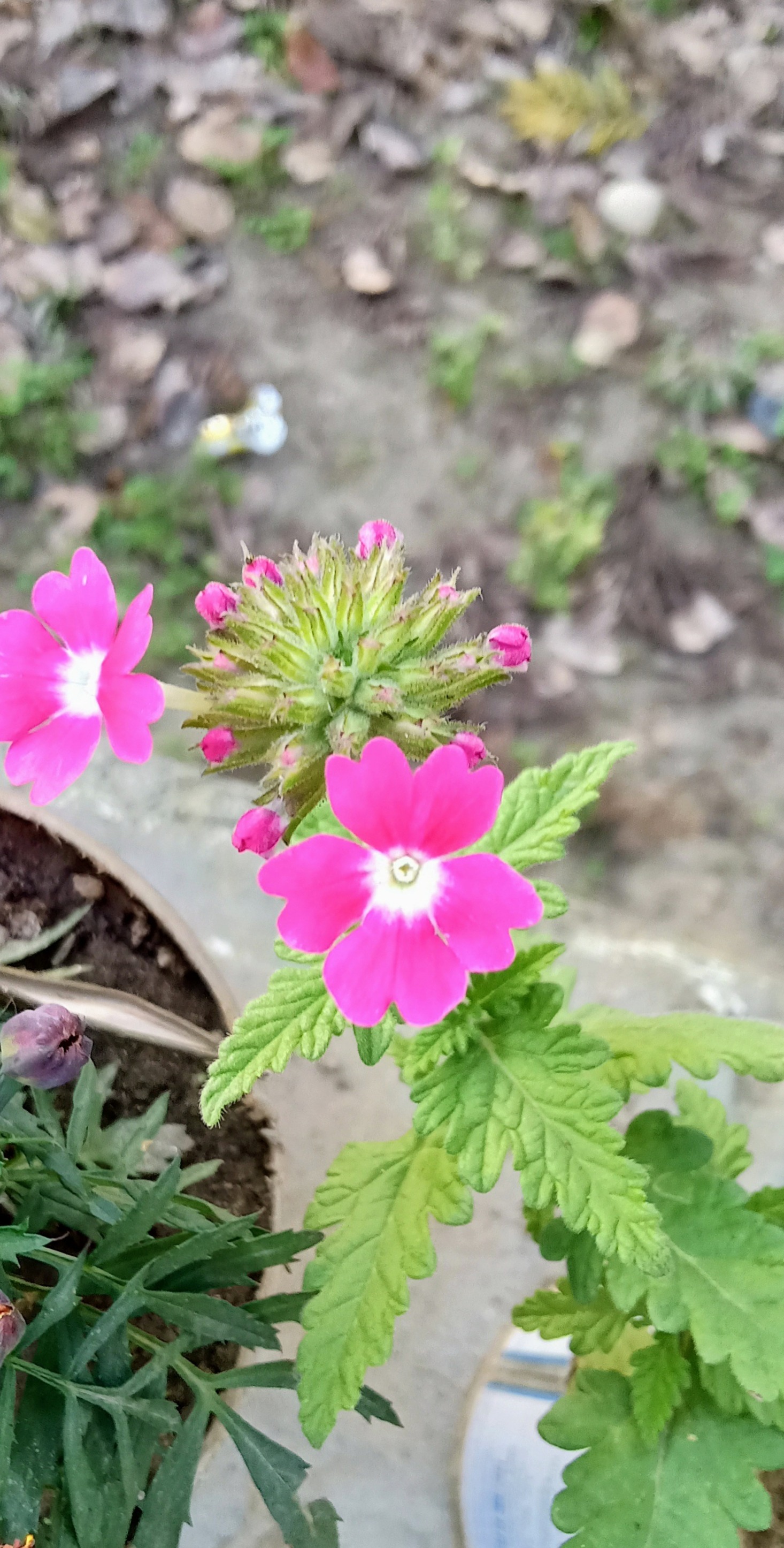 Glandularia × hybrida (garden verbena) (alternate view 3)