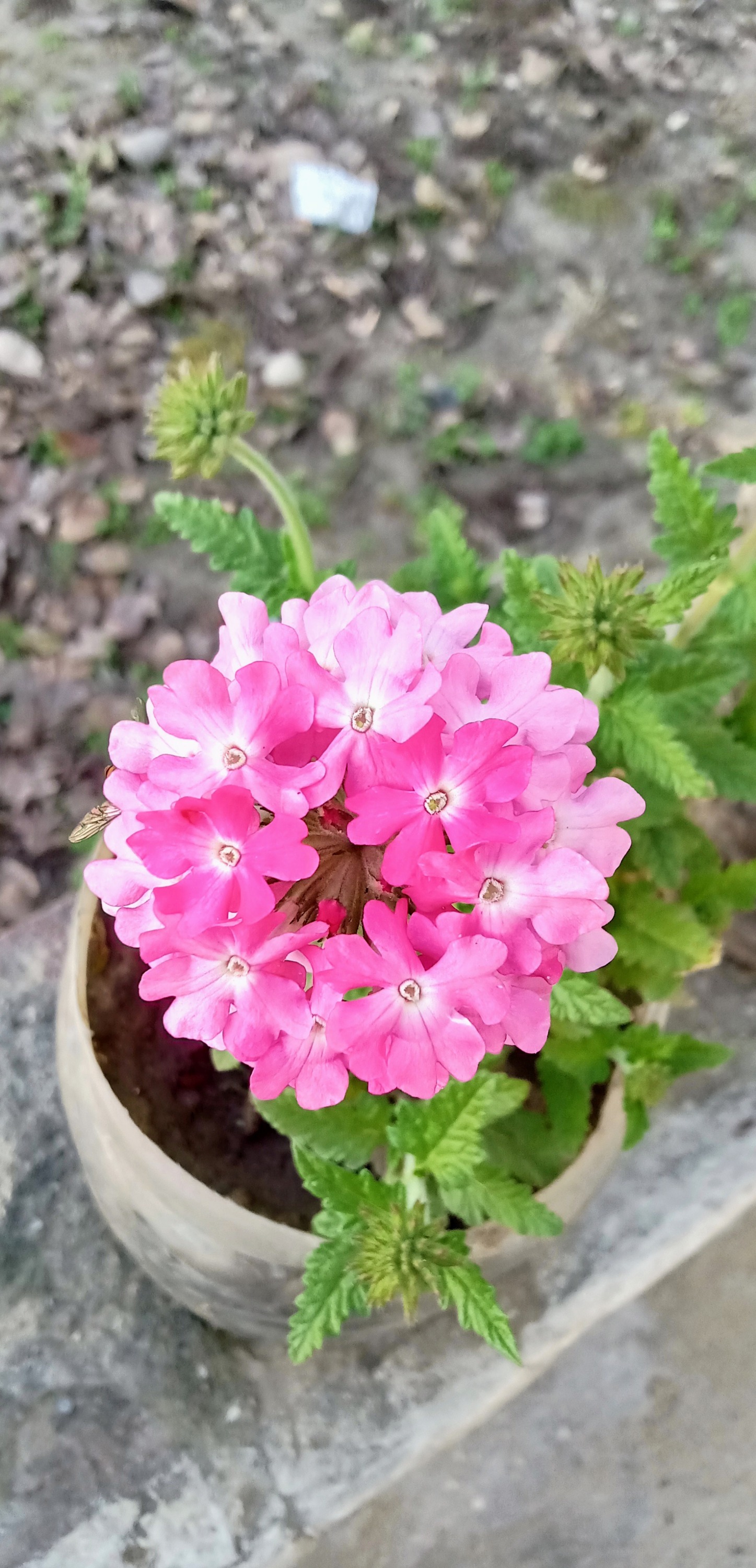Glandularia × hybrida (garden verbena) (alternate view 4)