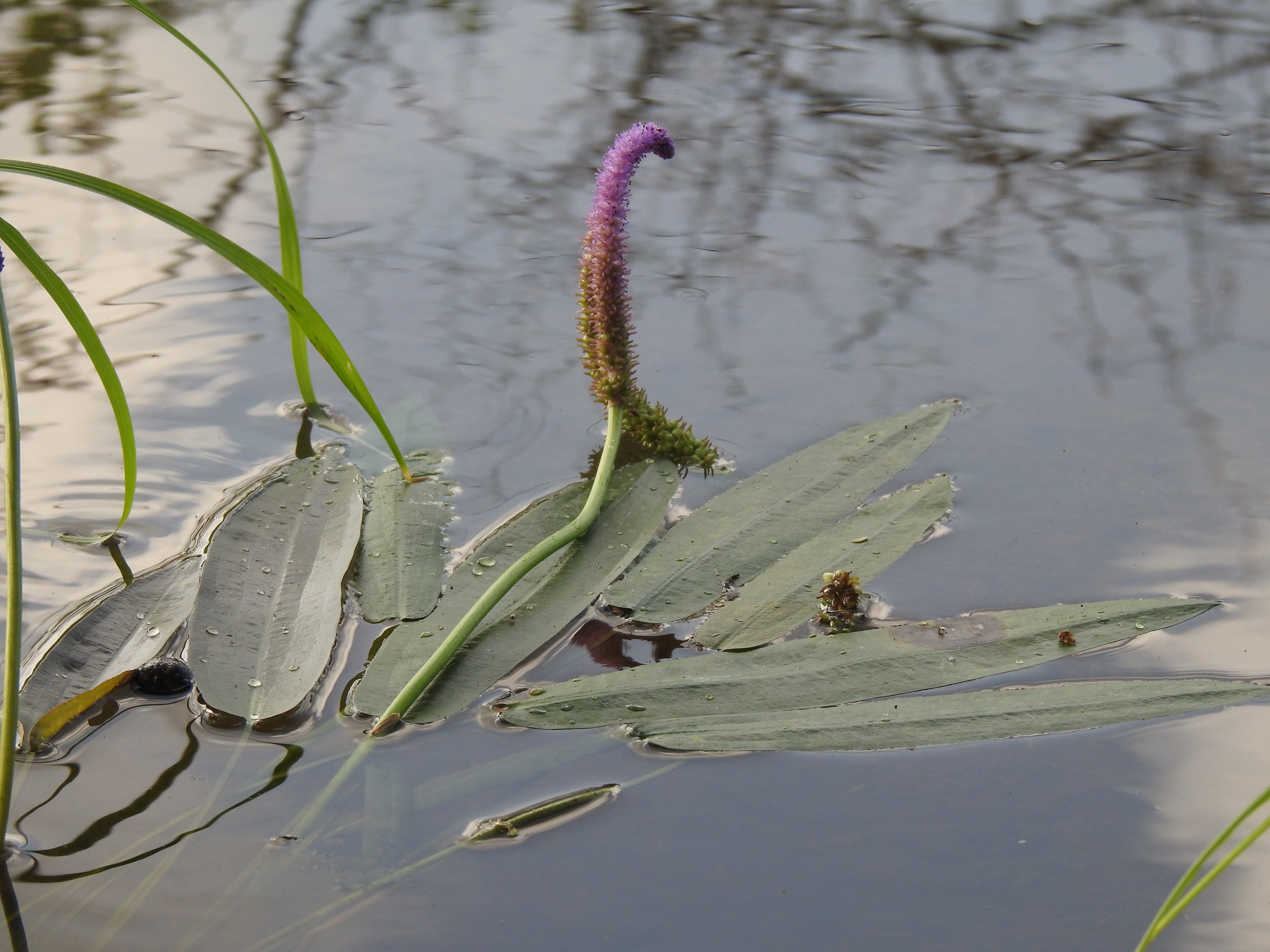 Aponogeton natans (floating water hawthorn) (alternate view 12)