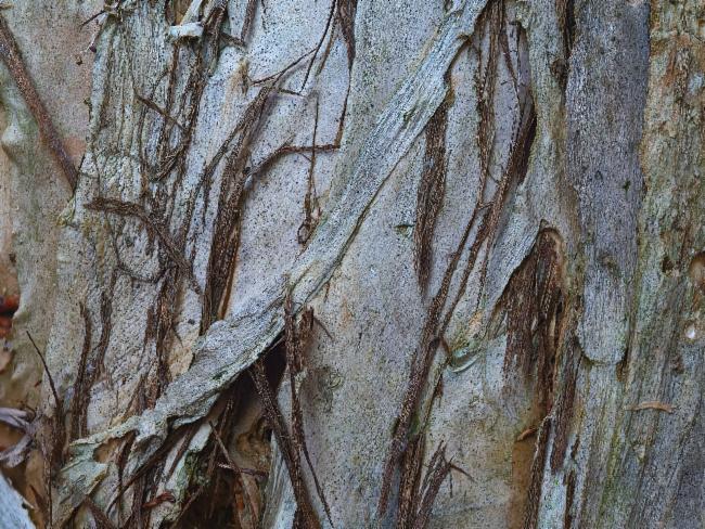 Melaleuca alternifolia (alternate view 2)
