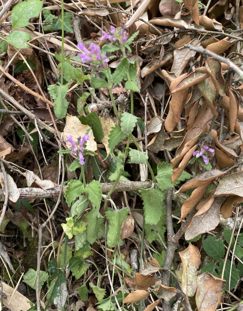 Stachys officinalis (wood betony)
