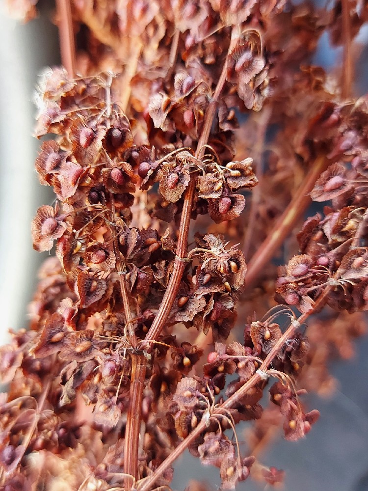 Rumex cristatus (Greek Dock) (alternate view 10)