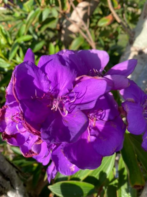Tibouchina (glory bushes and allies) (alternate view 2)