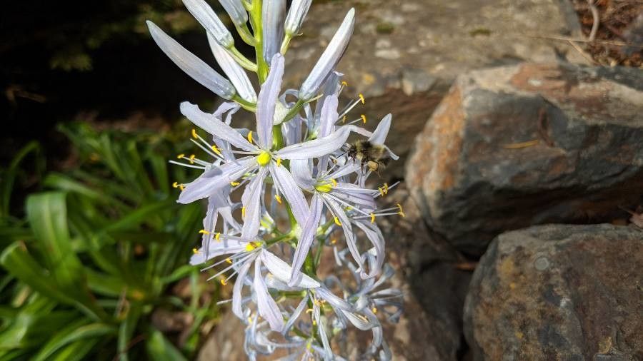 Camassia cusickii (Cusick's Camas) (alternate view 11)