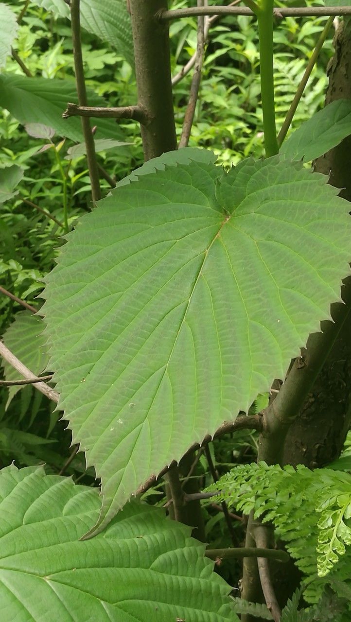 Davidia involucrata (dove tree) (alternate view 4)