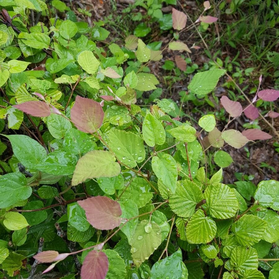 Corylopsis pauciflora (winter hazel, buttercup winter hazel)