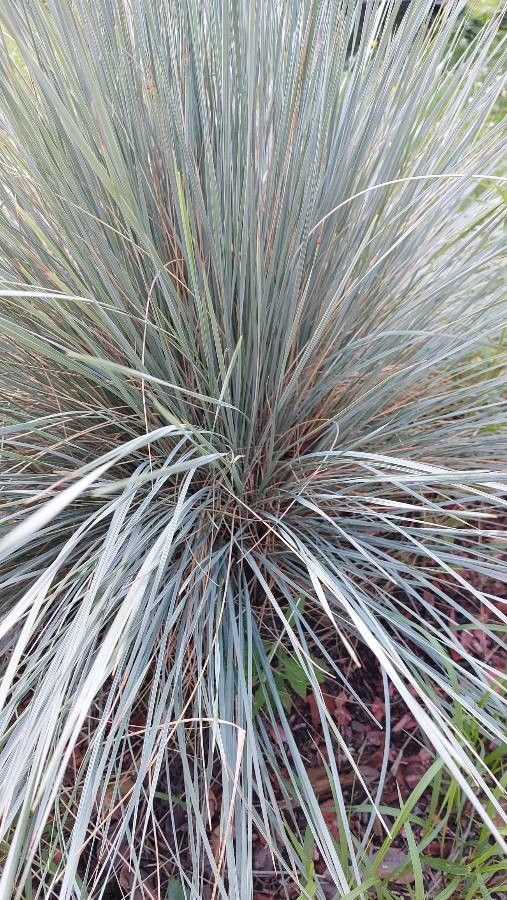 Helictotrichon sempervirens (blue oat grass) (alternate view 2)