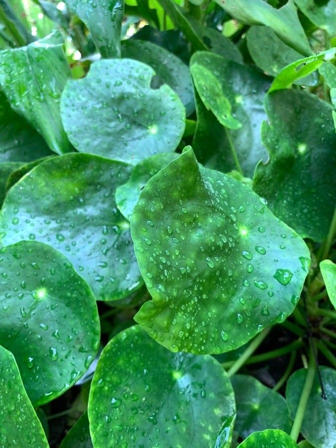 Pilea peperomioides (Pilea Peperomioides)