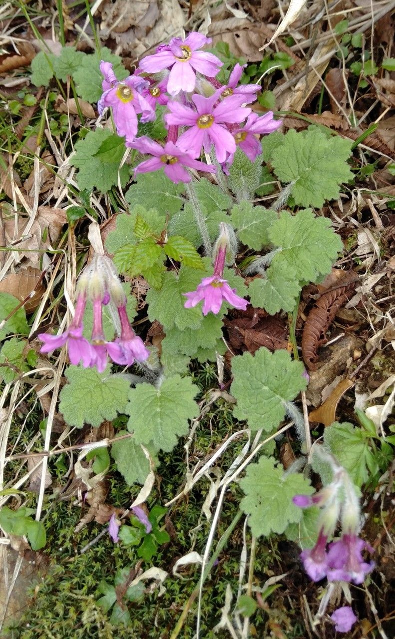 Primula kisoana (Kisan primrose) (alternate view 7)