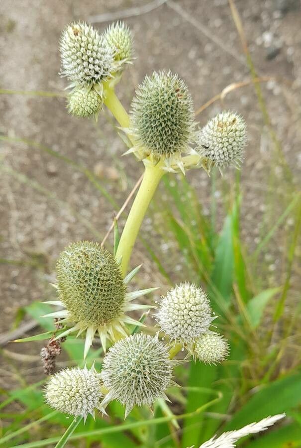 Eryngium agavifolium (Agave-leaved Sea Holly) (alternate view 11)