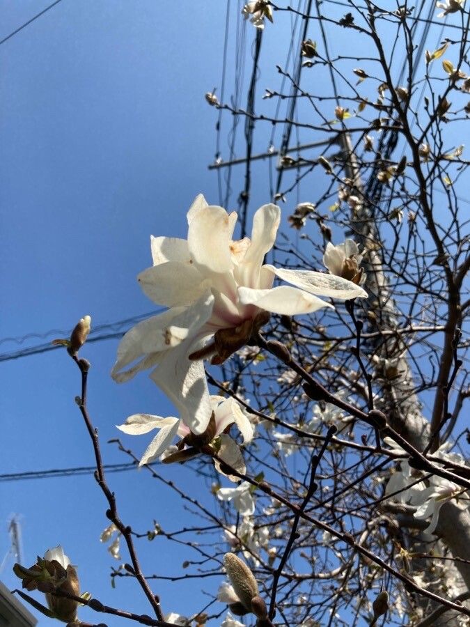 Magnolia stellata (star magnolia) (alternate view 2)